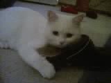 mon chat